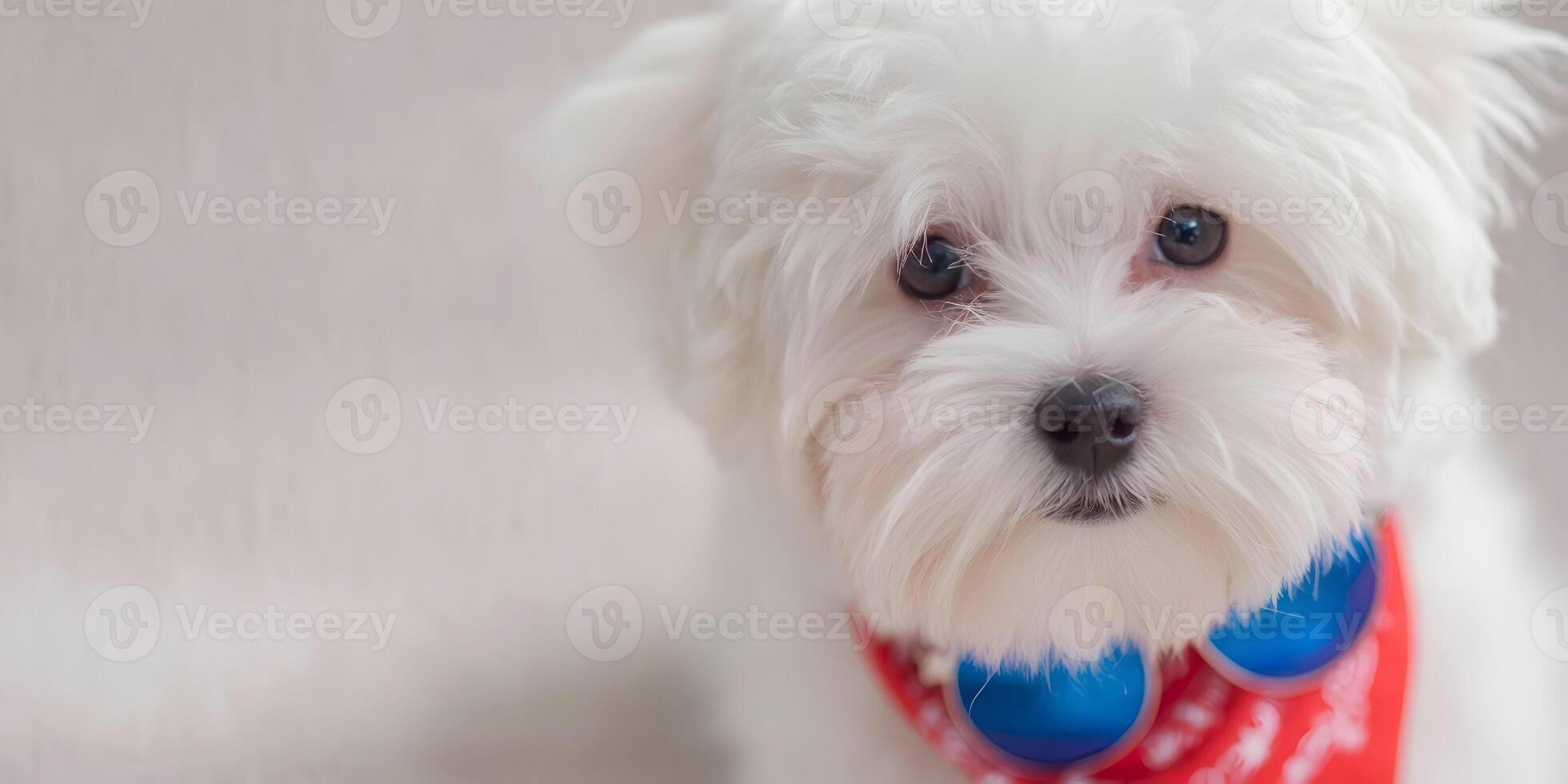 Cute White Maltese Puppy Dog Wearing Red Bandana with Blue Sunglasses photo