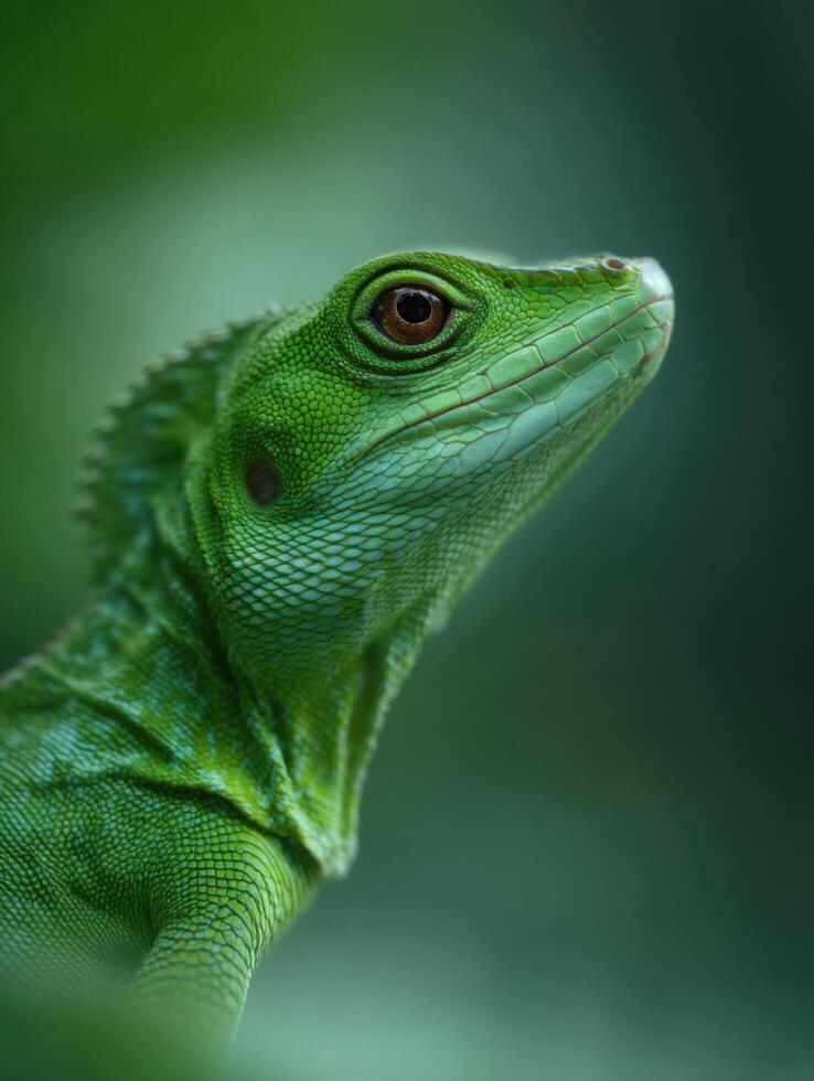 Green Basilisk With A Serene Expression Gazing From Branch photo