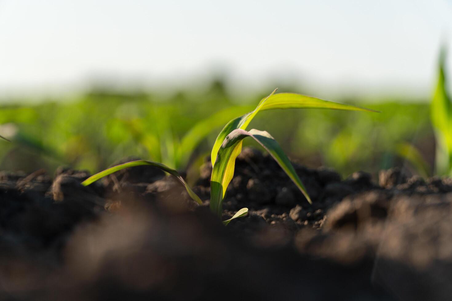 Young corn growing in the field. Corn sprouts on an agricultural field. Cultivation of plants. Agricultural business photo