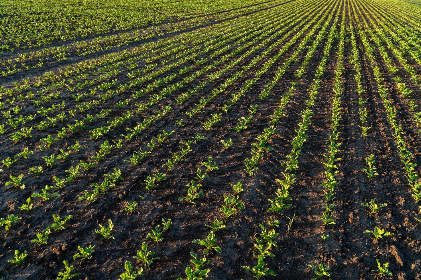 Young sugar beet plants grow in a large field. Beautiful rows of small sugar beet sprouts. Agricultural field at sunset photo