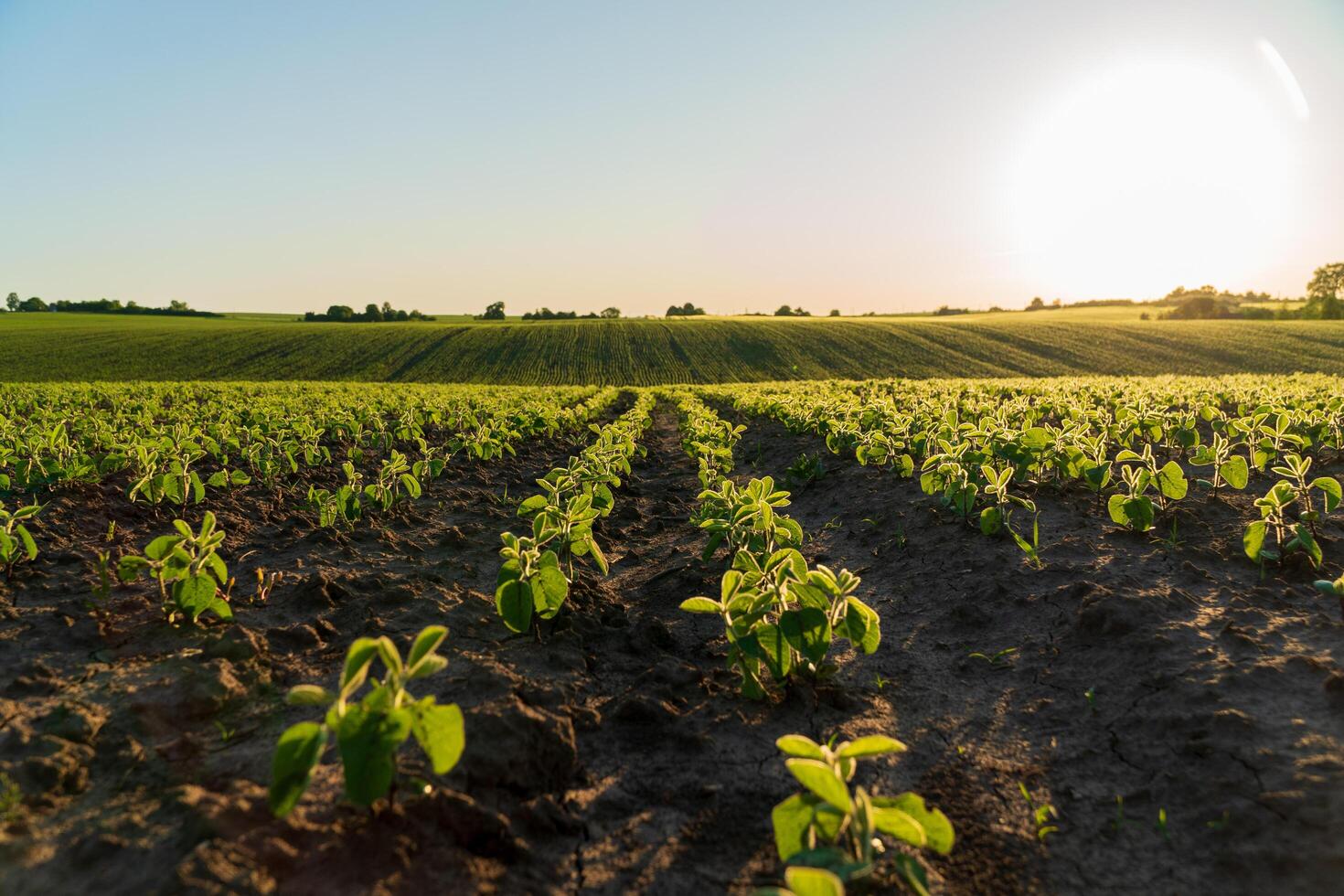 A large soybean field with small soybean plants. Soybean sprouts grow in an agricultural field. Agricultural landscape photo