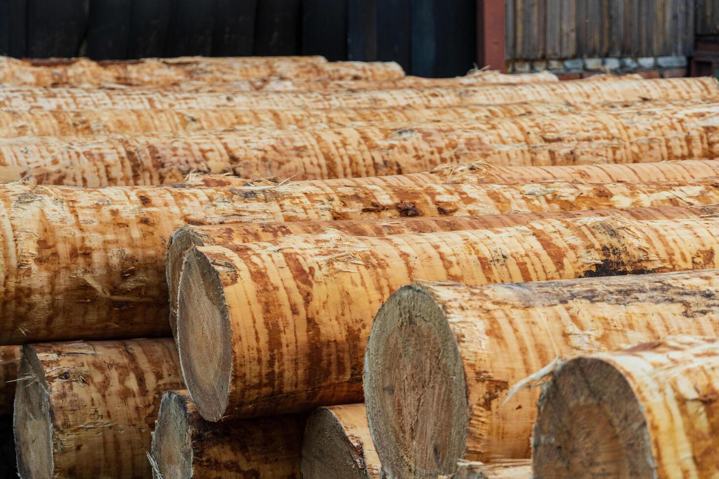 Logs of wood. Wood sawing. Production of wood material. Working with wood at the sawmill photo