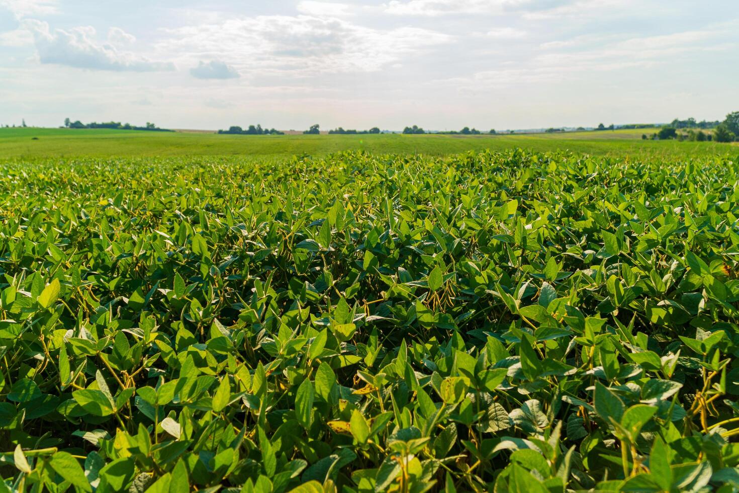 A field of young soybeans. Green soybean pods in the field photo
