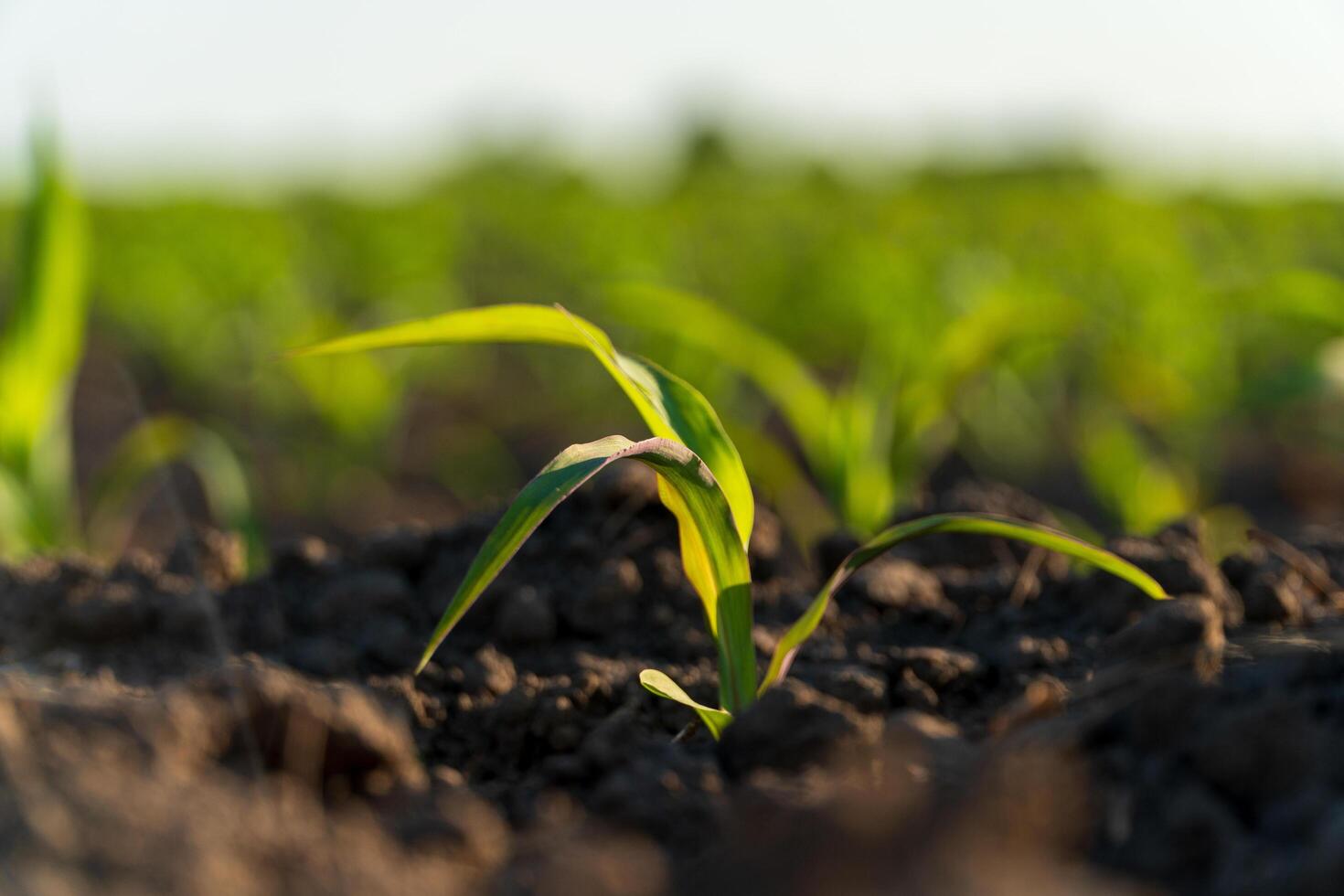 Close up of small corn plants. Corn grows in an industrial field. Corn sprouts grow against sunlight. Agro industry photo