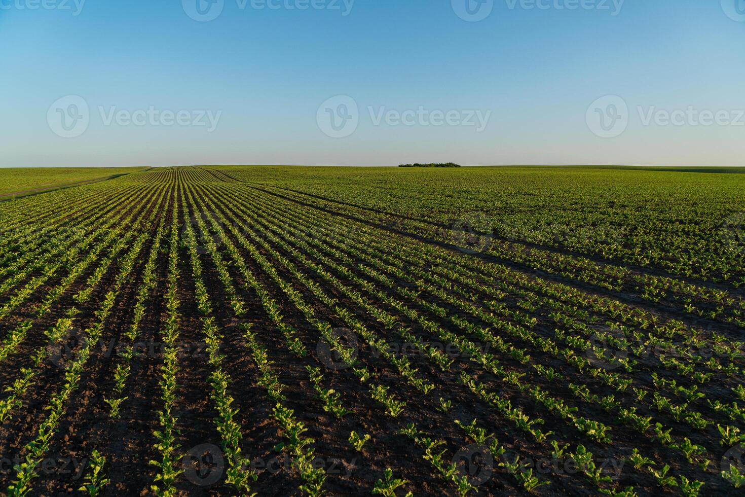 A large field of sugar beet sprouts. Beautiful rows of sugar beet photo