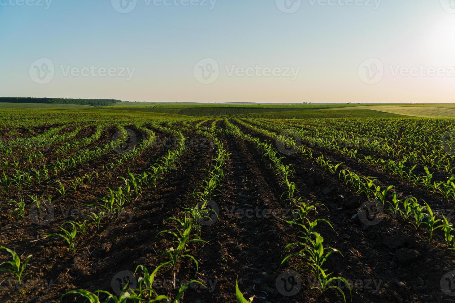 Field of corn sprouts. Beautiful green corn sprouts. Corn industry photo