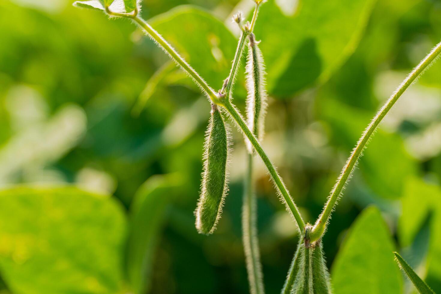 Stems of young green soybean plants. Green soybean pods close up photo