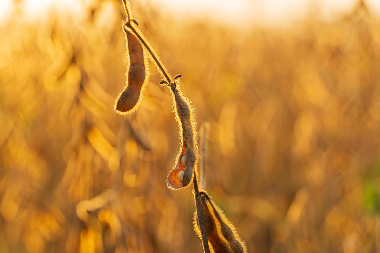 Soy field at sunset. Ripe pods of soybean against the sun. Soy industry photo