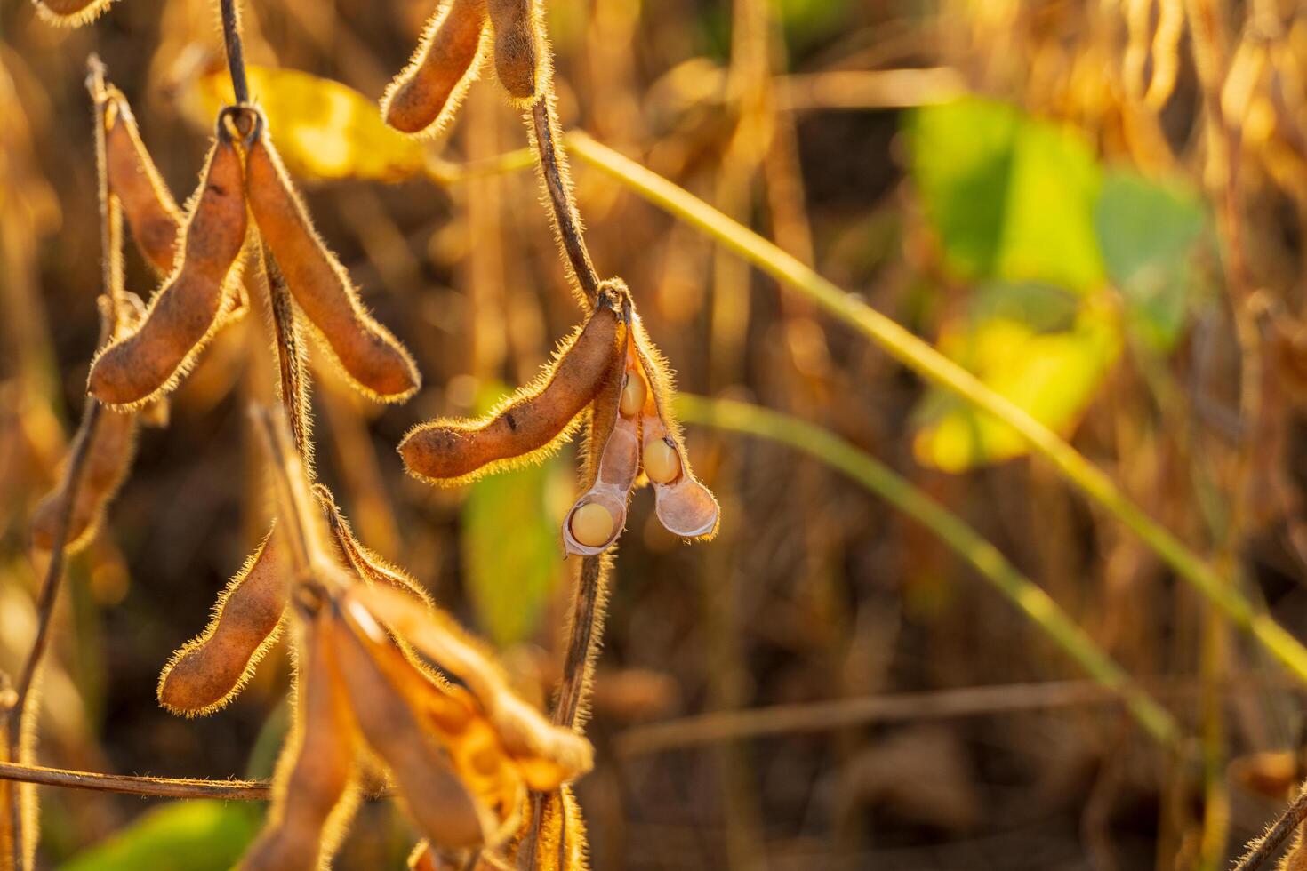 Ripe soybean pods. Closeup of Ripe soybean plant. Agriculture photo
