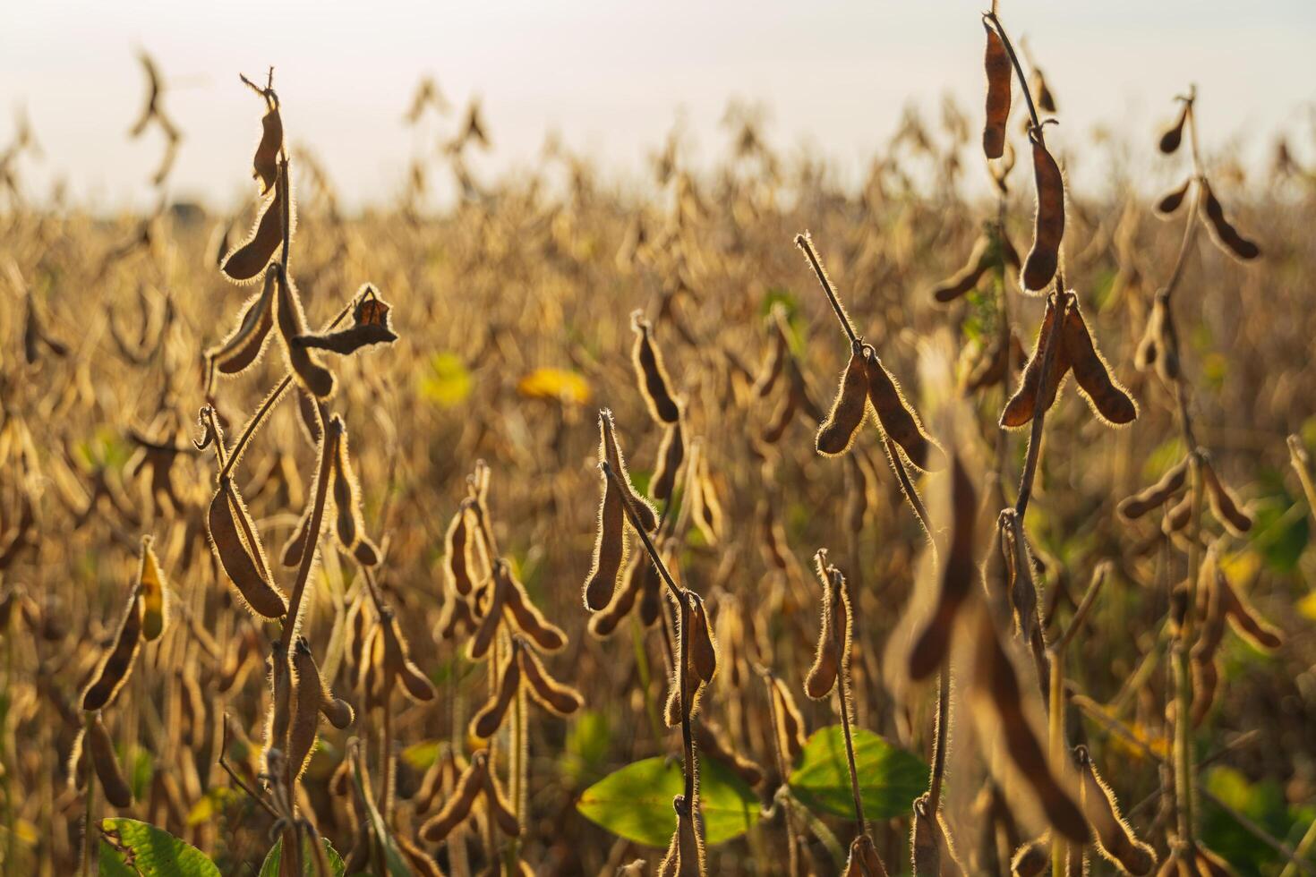 A field of ripe soybeans. Ripe soybeans in industrial field photo