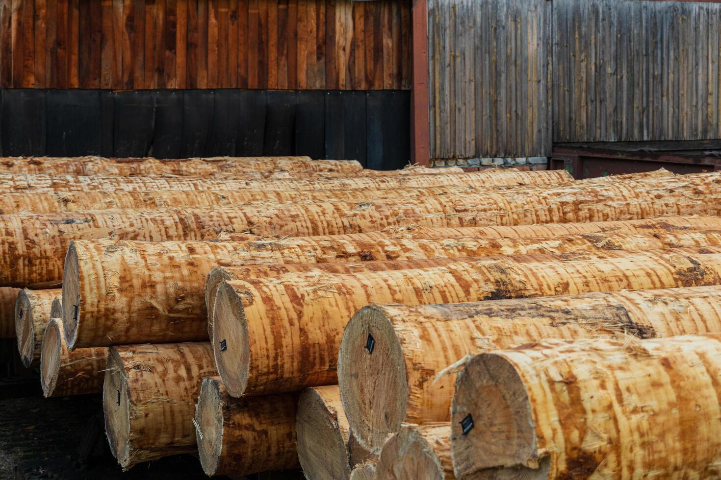 Sawing wood on a sawmill. Logs of wood lie on the sawmill. Production of wooden boards photo