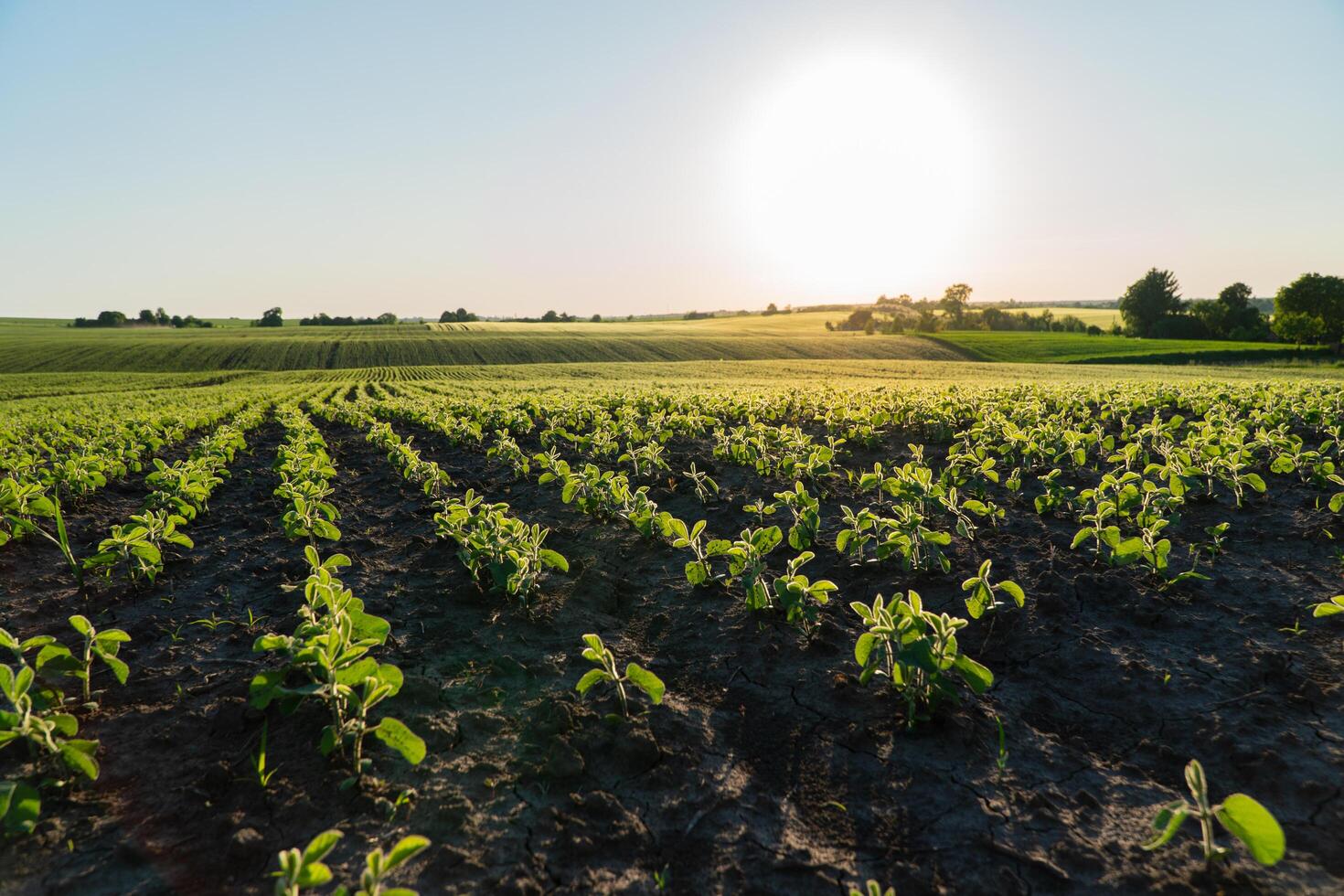 Agricultural soy plantation on field with sunset photo