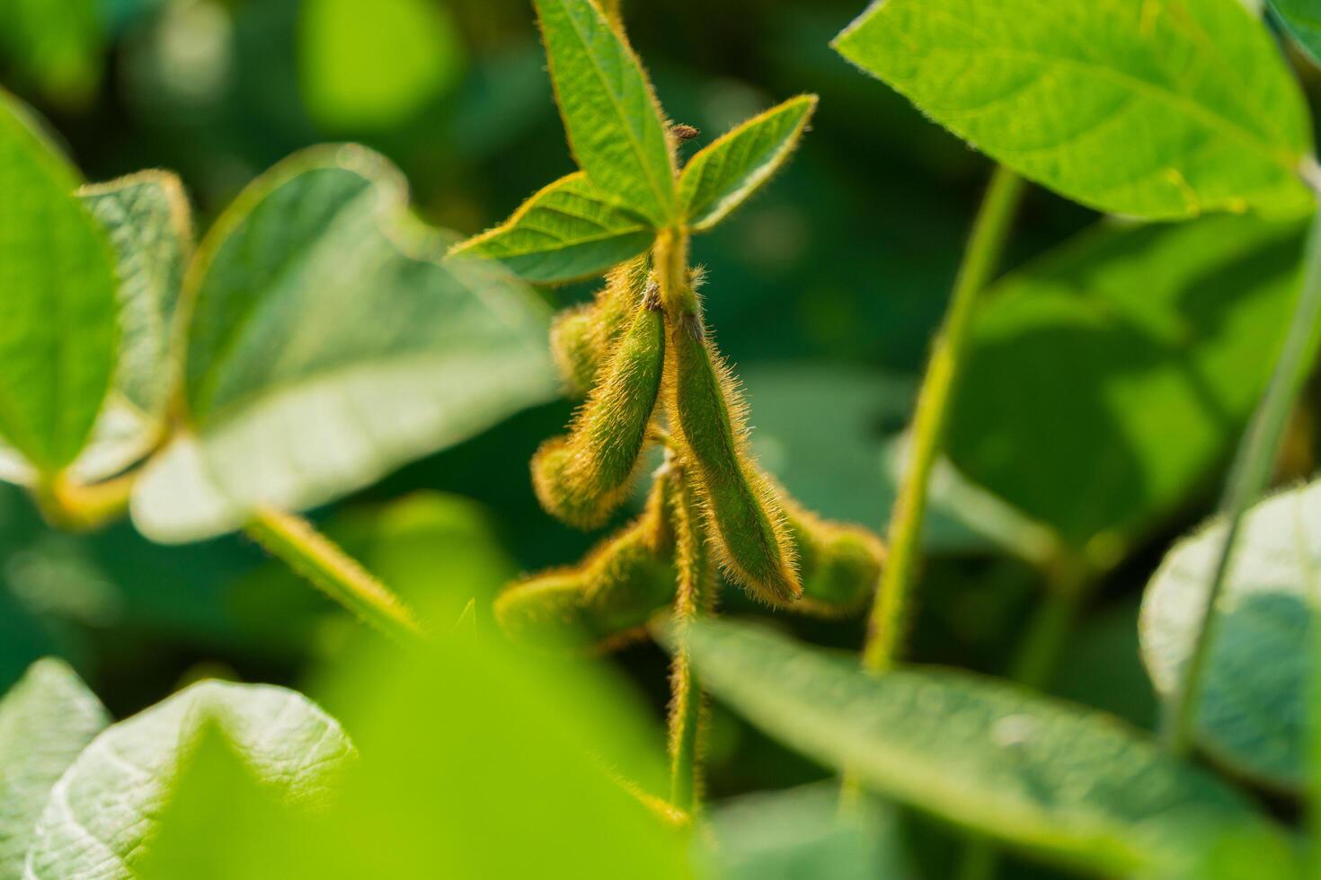 Young soybean pods in a soybean field. Young green pods of varietal soybeans on a plant photo