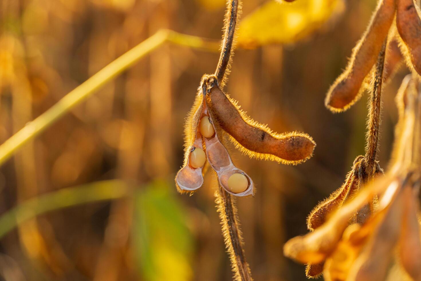 Ripe pods of soybean varieties on a plant stem. Ready for harvest ripe soy pods photo