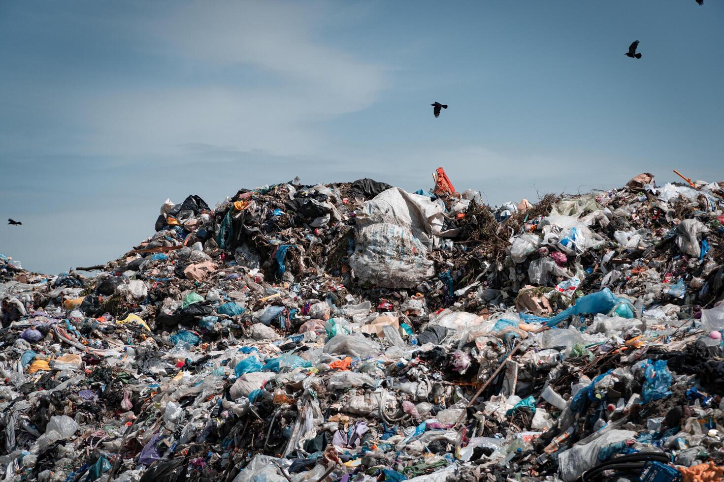 Trash piles in landfill. Gulls over a pile of garbage photo