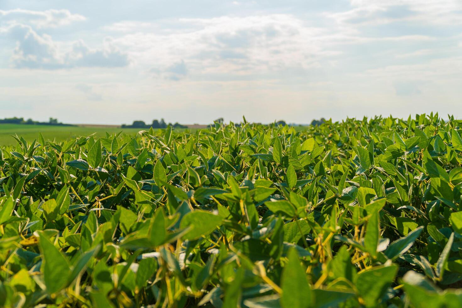 Green ripening soybean field. Rows of soy plants on an agricultural plantation photo