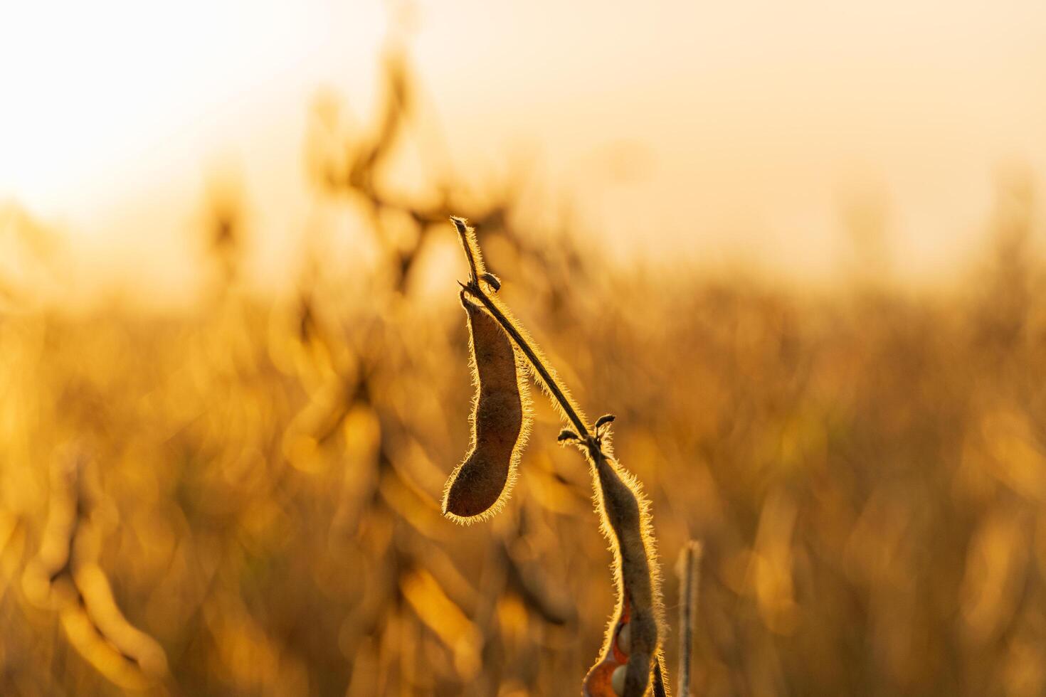 Soy pods at sunset, close up. Soybean pod on the plantation at sunset photo