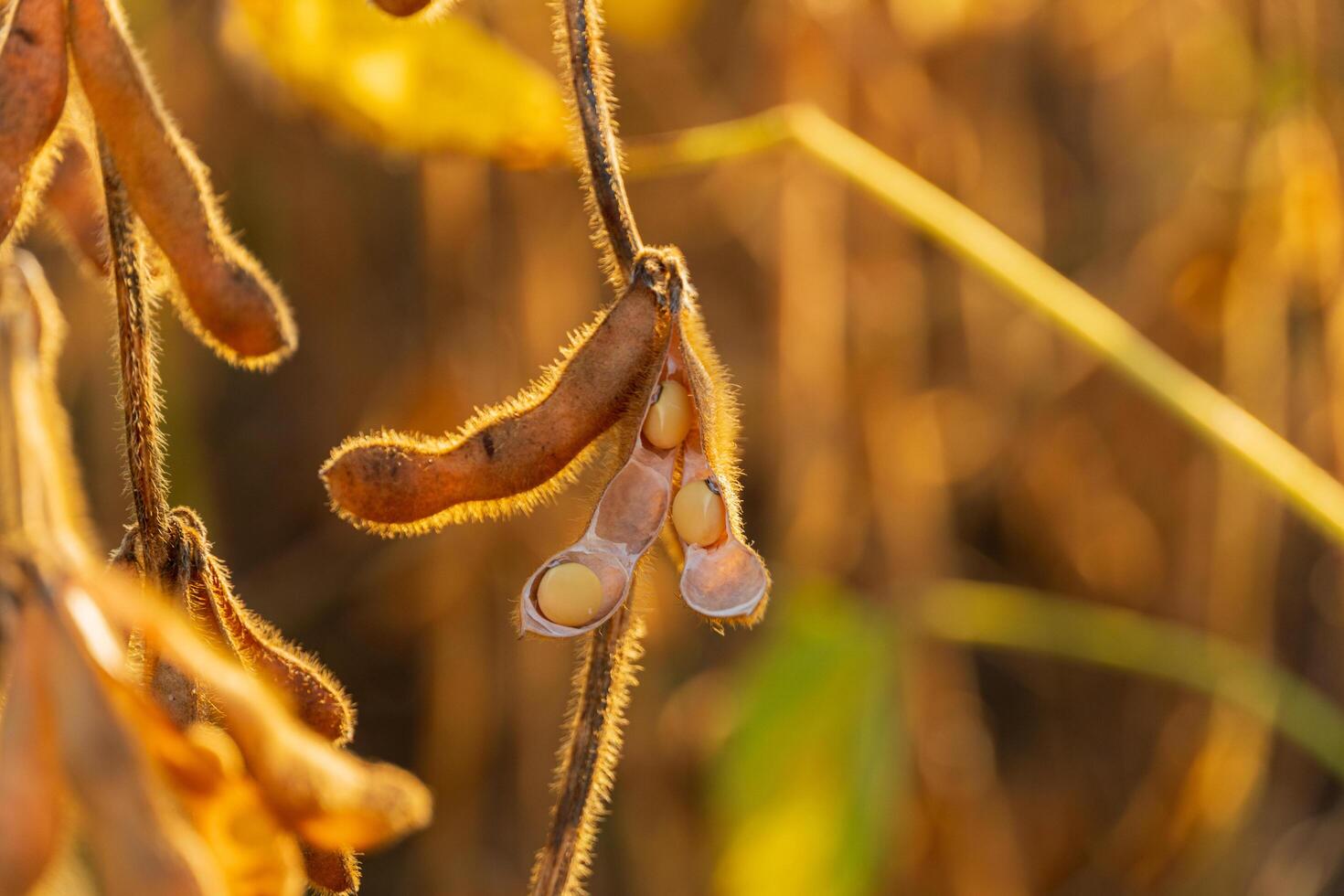 Ripe soybean pods. Soybean pods ready to harvest photo