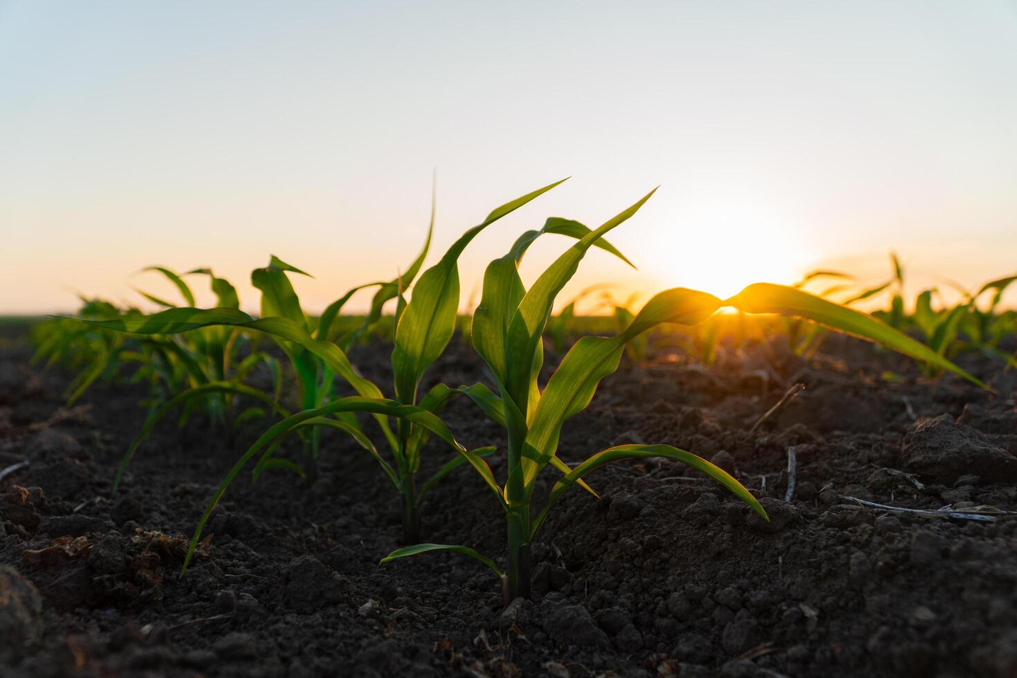 Rows of corn sprouts in an agricultural field. Corn field at sunset. View of an agricultural corn field photo