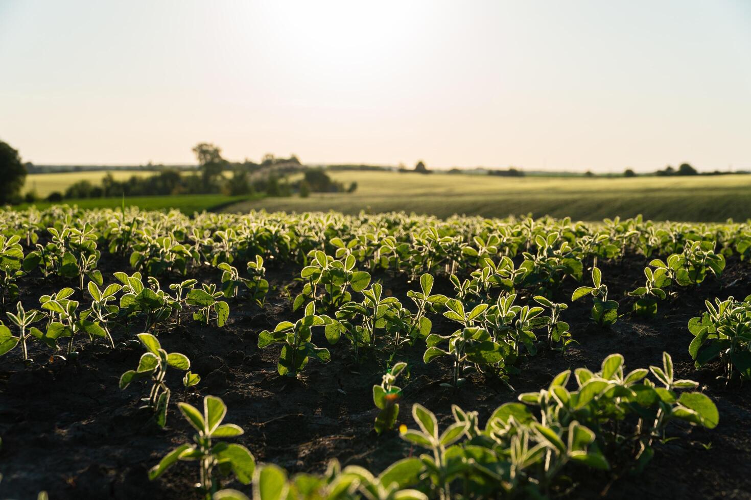 Soybean sprouts grow in a large field at sunset. Green soy sprouts grow in black soil photo