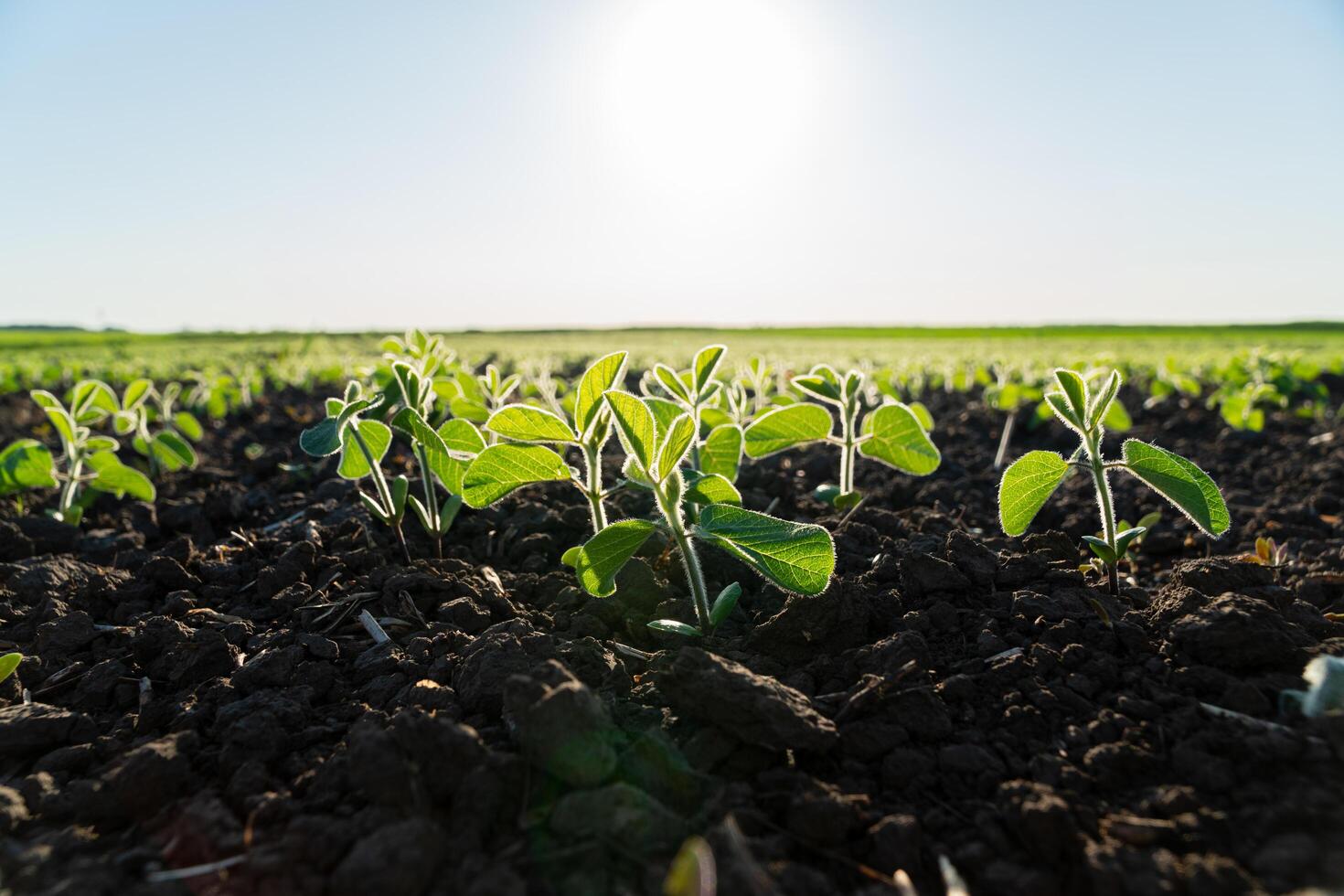 Close-up of soybean plants in a rural field. Small soybean plants photo