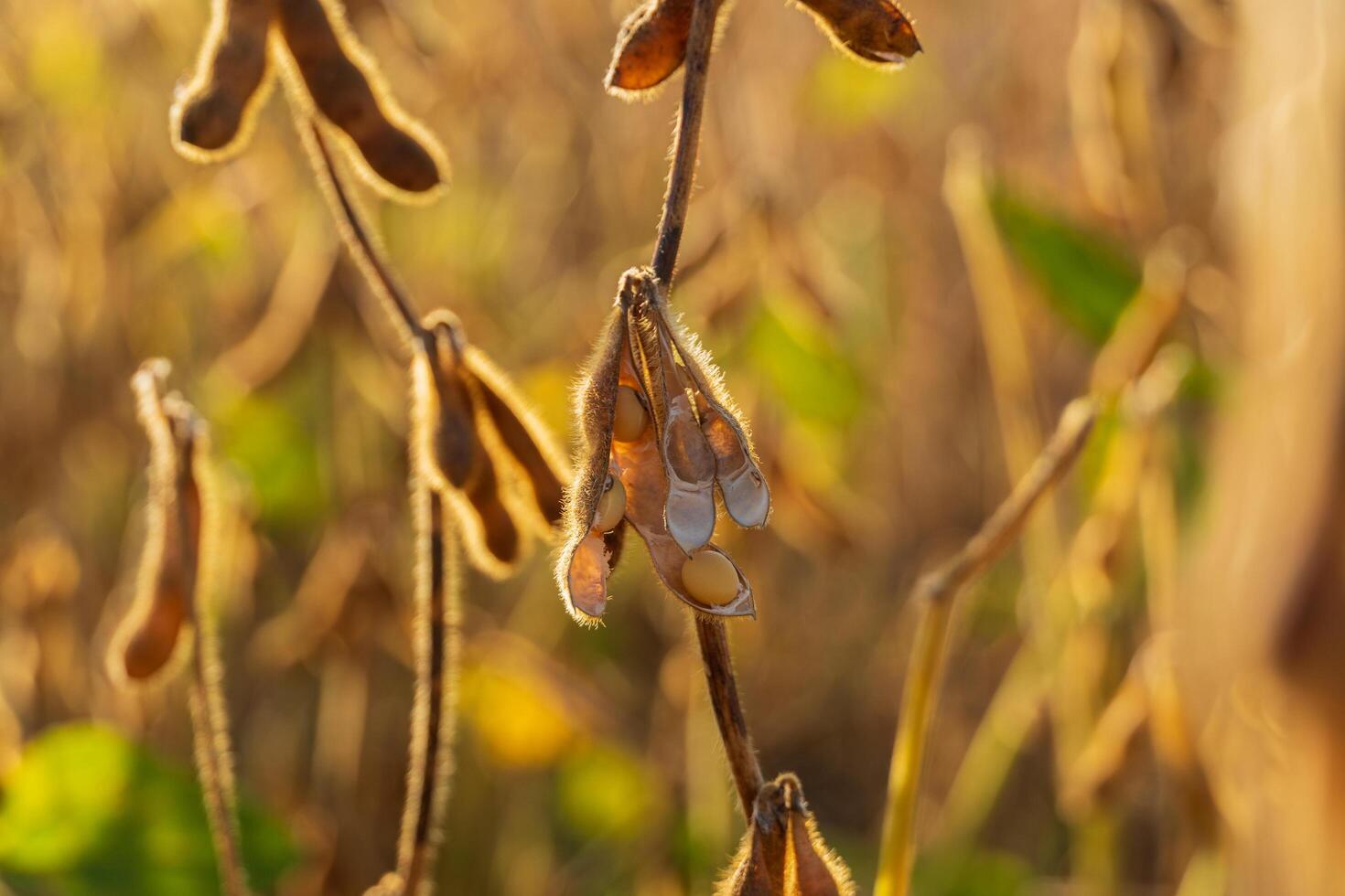 Mature soybean pods, backlit by evening sun. Soybean pods ready to harvest photo
