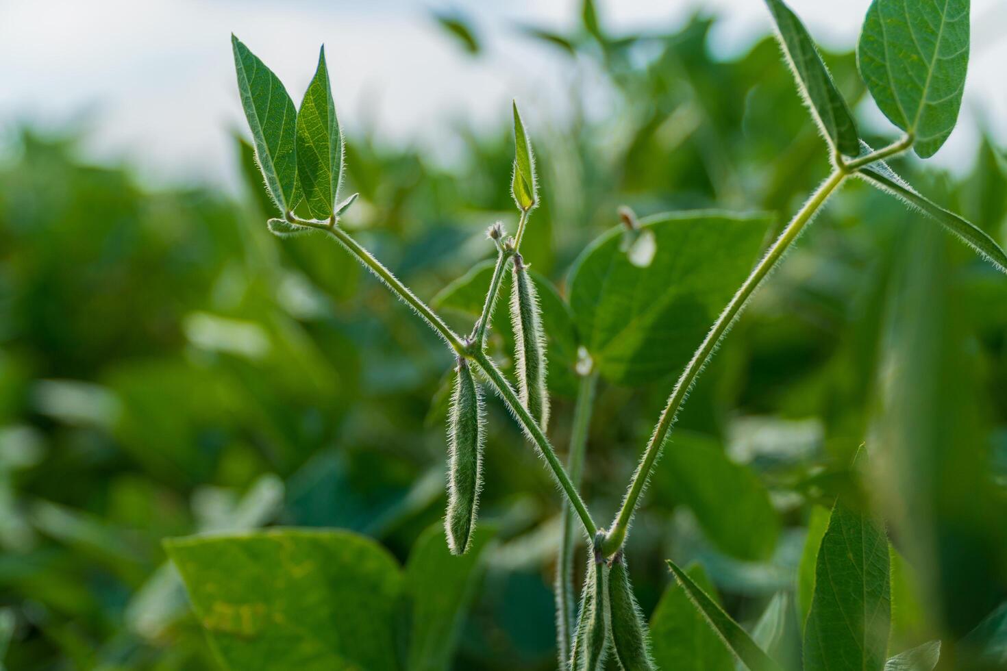 Soybean pods on the field bokeh background. Soybean pods, close up. Soy bean plant in sunny field photo