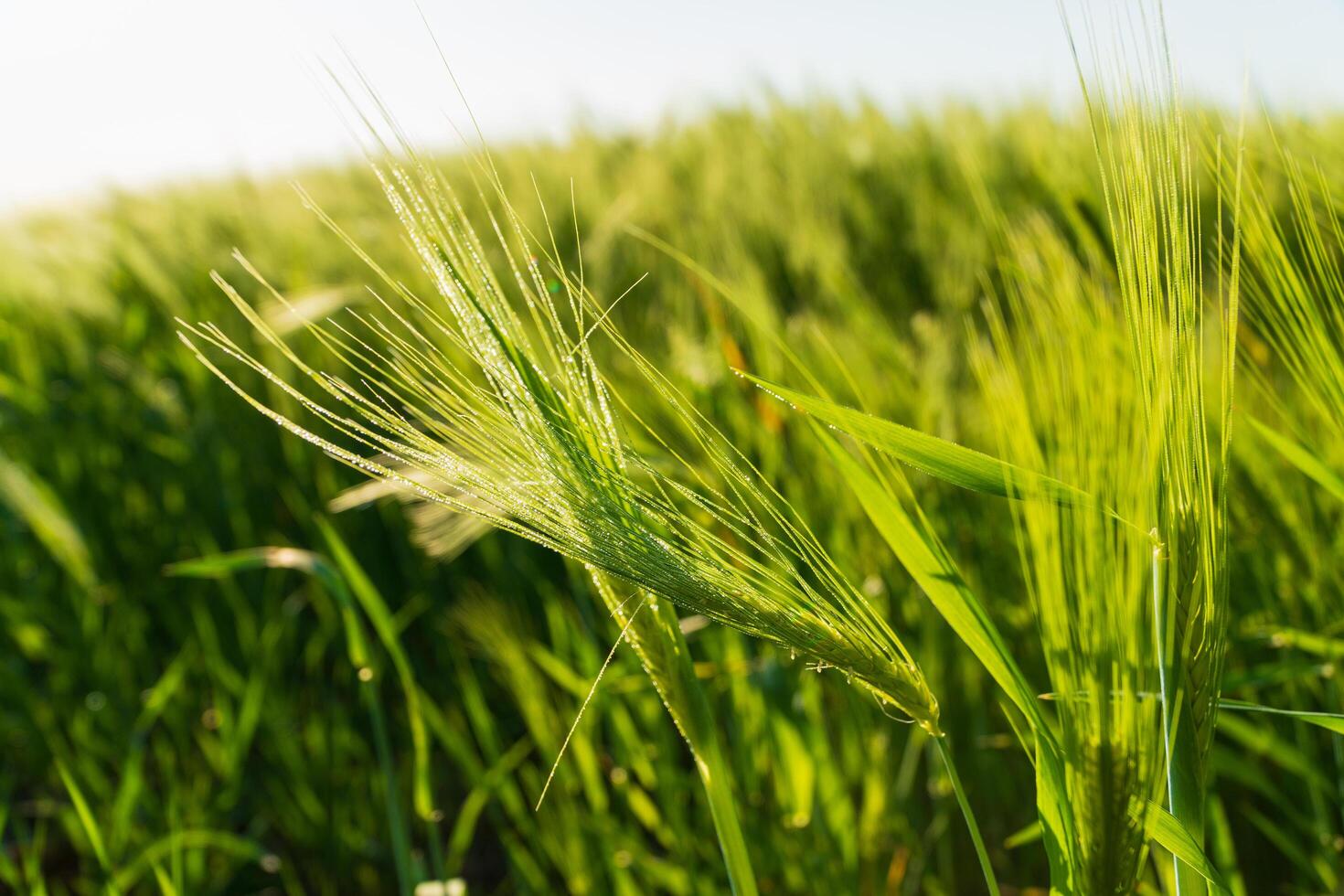 Close-up of rye. Rye grows in the field photo