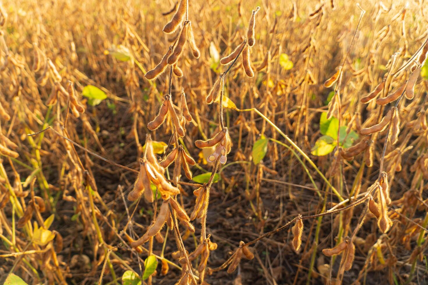Soy bean plant in sunny field. Ripe soybeans on a sunny day photo