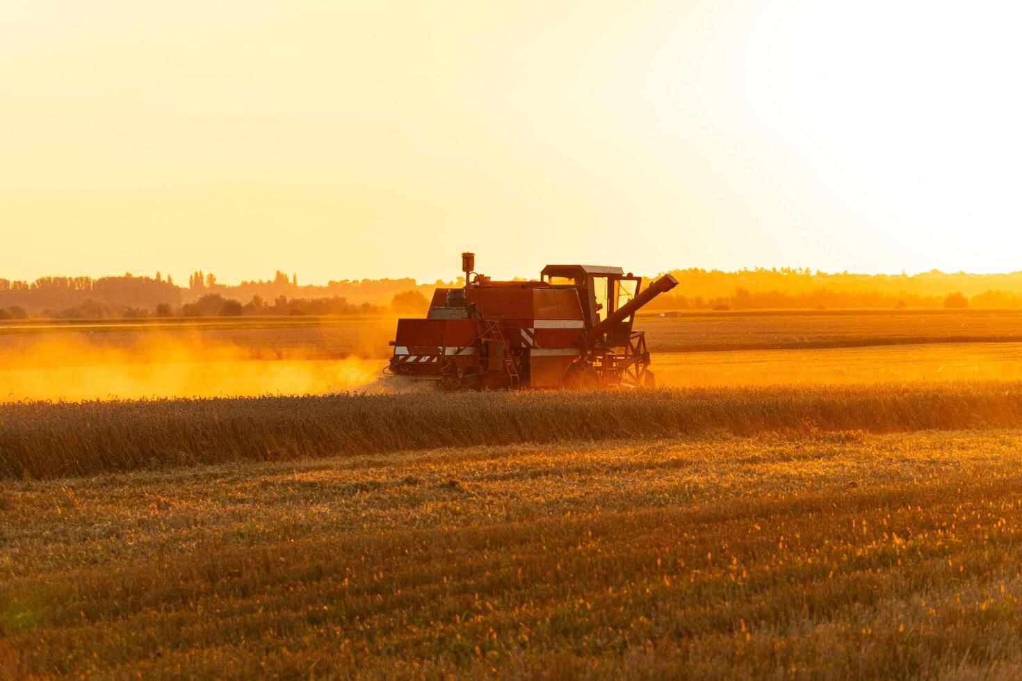 Combine harvester harvests ripe wheat. Combine harvester working in field. Concept of a rich harvest. Rural field at sunset photo