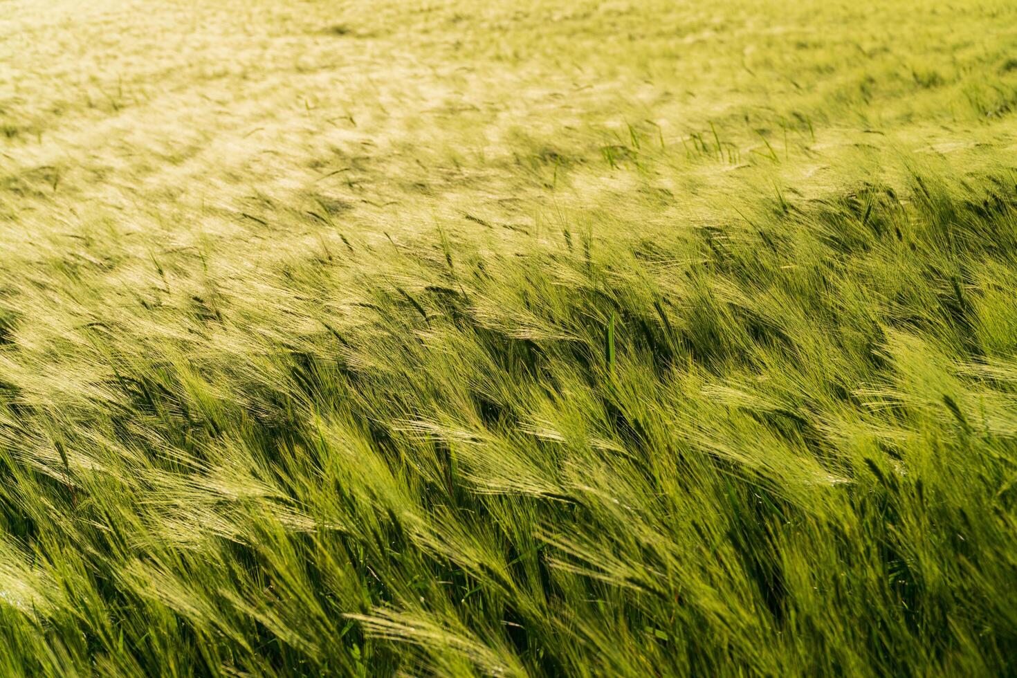 Rye field at sunset. Growing rye on an industrial scale photo