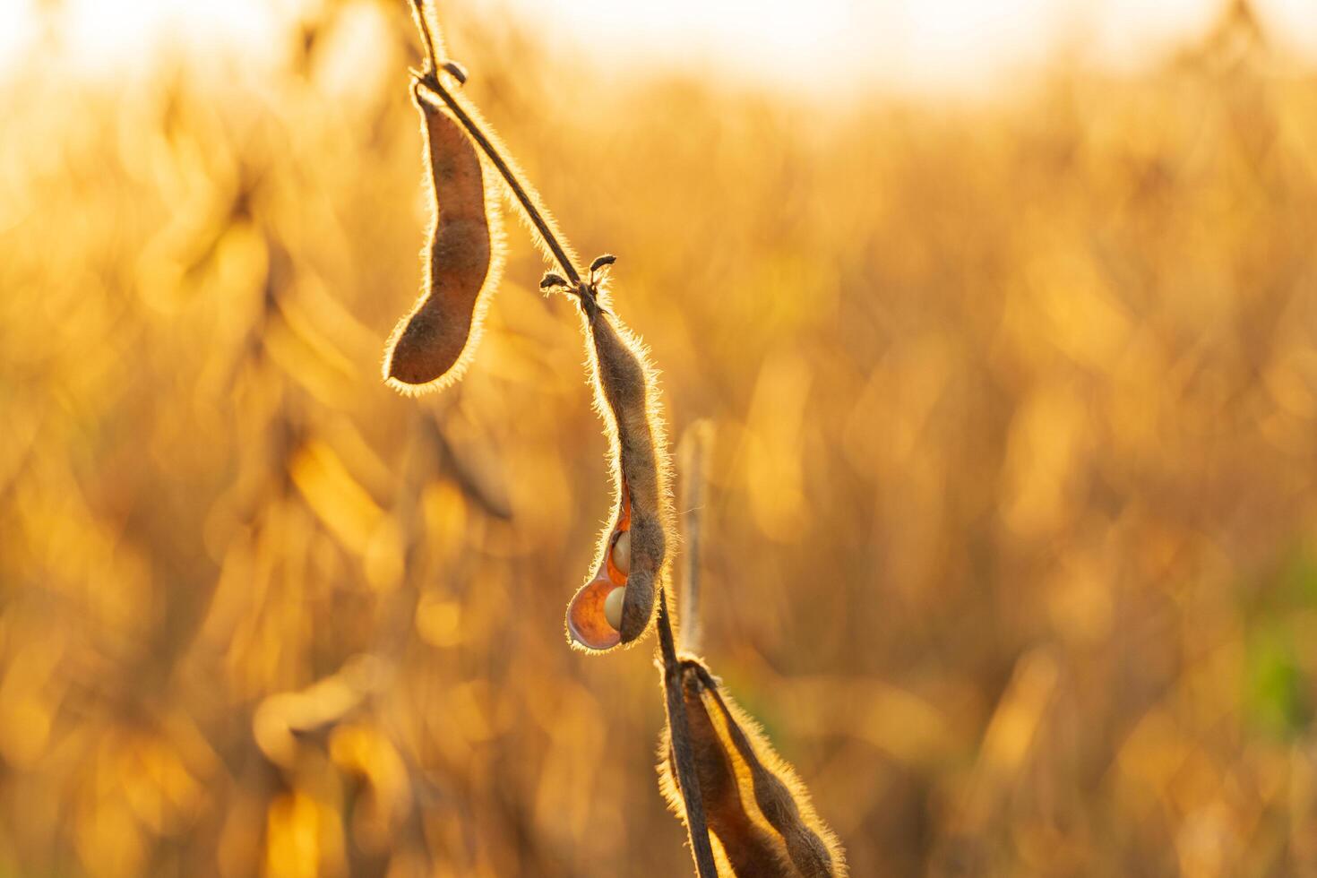 Mature soybean pods. Soy agriculture. Harvesting of soybean field photo
