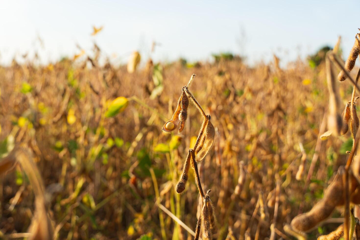 Soybean field at sunset. Soybean pods on the plantation. Harvesting photo