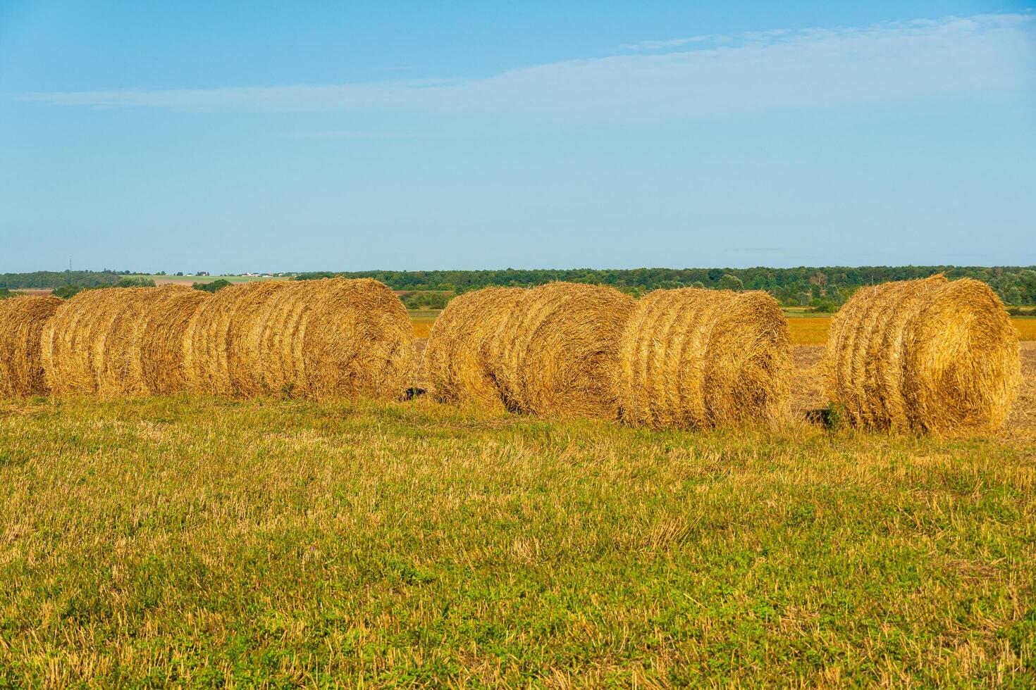 Round bales of hay in an organic field. Many bales of hay in the field photo