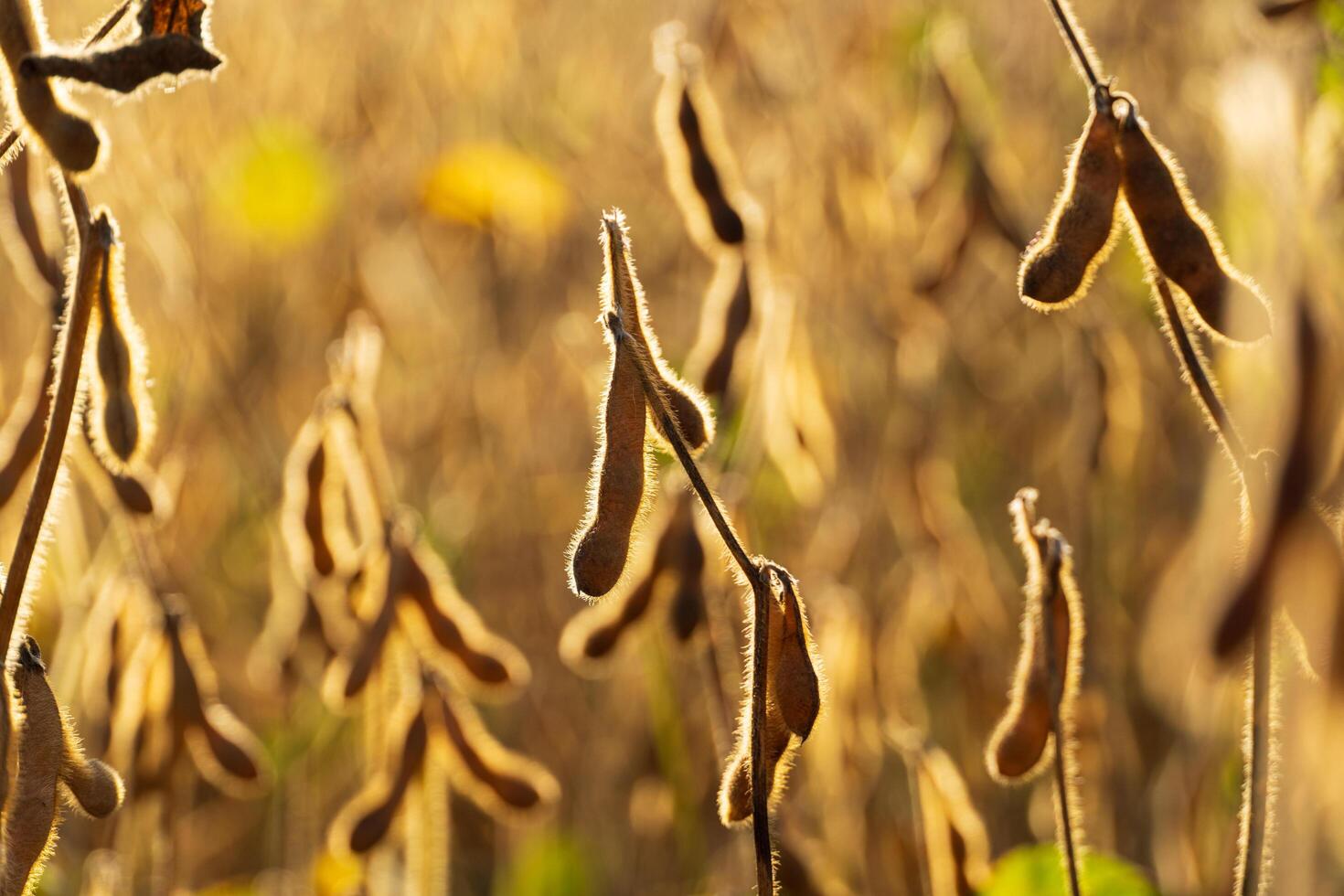 Ripe soybeans closeup. Soybean field ready to harvest photo