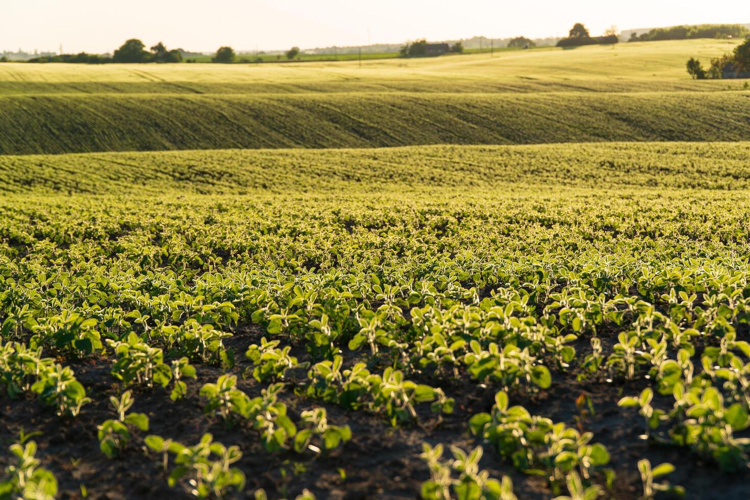Soya grows in the field. Cultivation of soybean. Green young soy photo