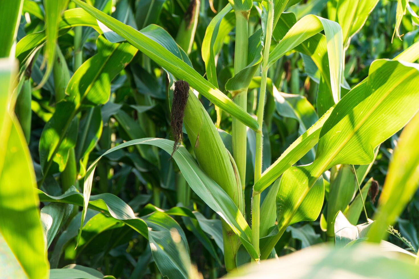 Fresh green corn cob in an organic corn field. Corn cob in a corn plantation photo