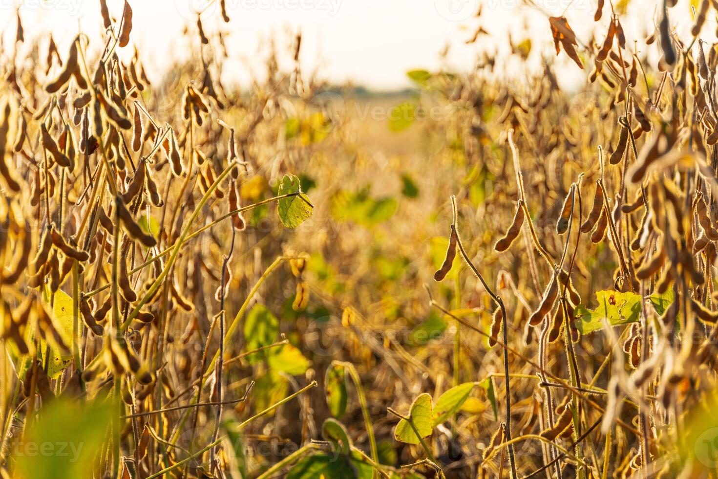 Soybean pods on the sunny field. Agricultural soy plantation. Soybean mature seeds photo