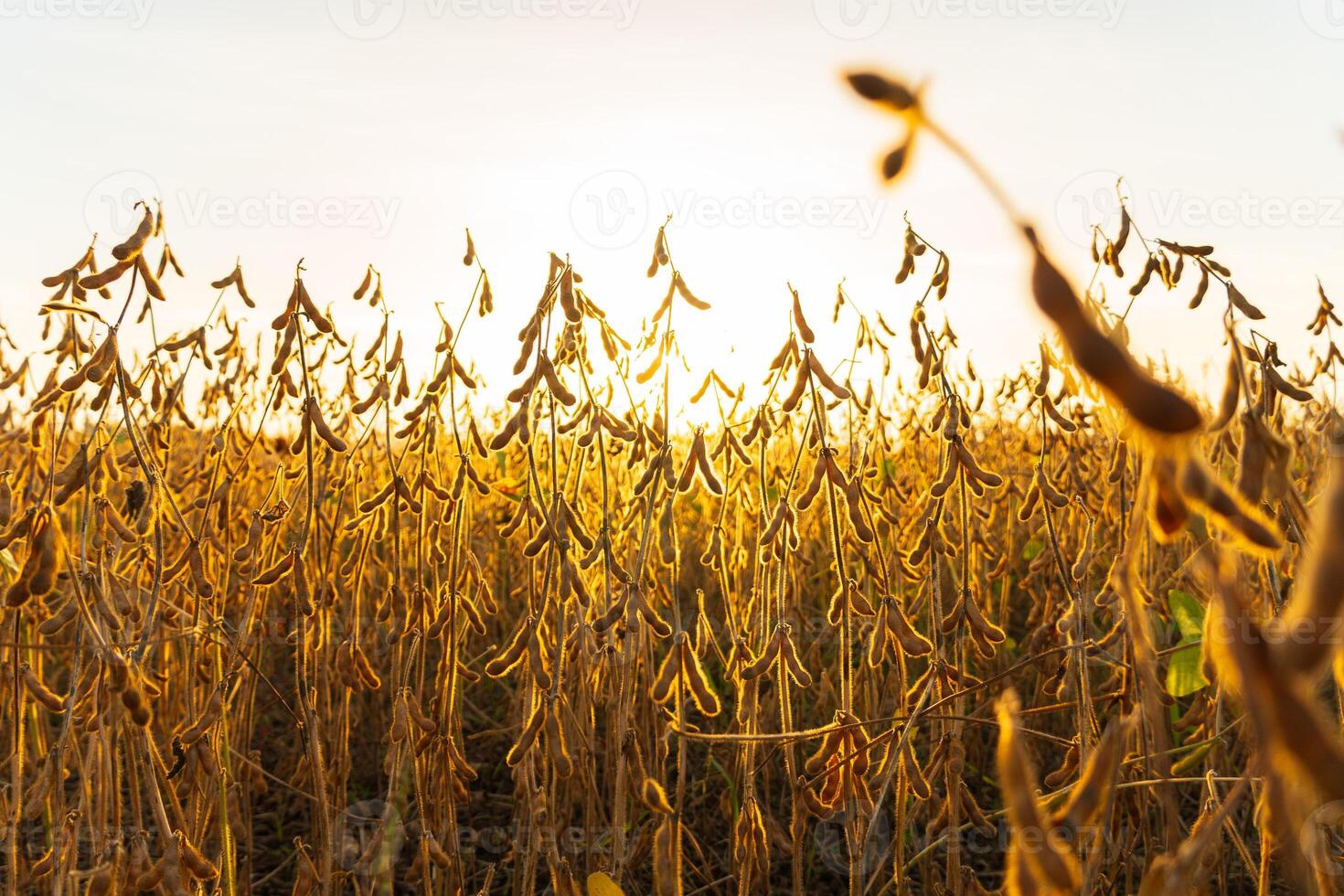 Growing soybeans against sunlight. Harvest of soy beans. A farm field sown with soybeans photo
