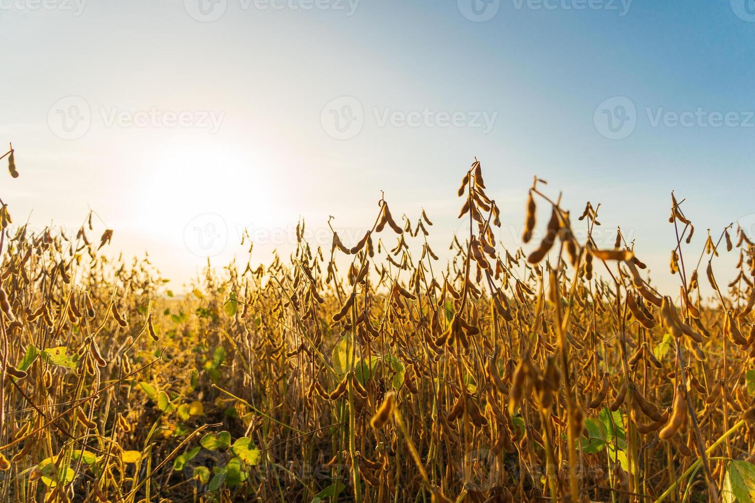 Harvest of soybeans. Dry soya pods in field photo