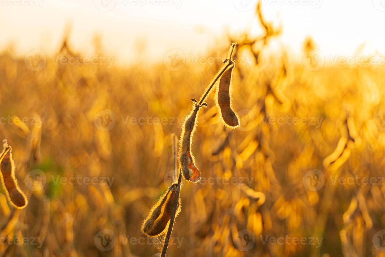 Ripe soybean pods on soybean plantation. Ripe healthy organic soybeans. Open soybean pod photo