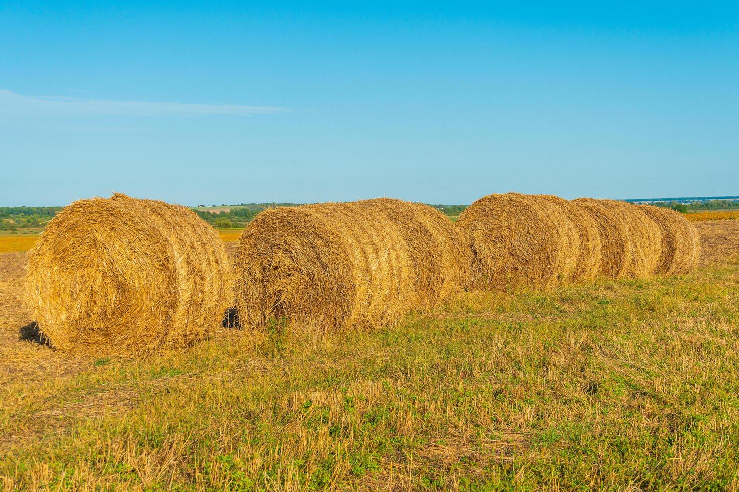 Round bales of hay in the field. Straw on the meadow. Beautiful landscape photo