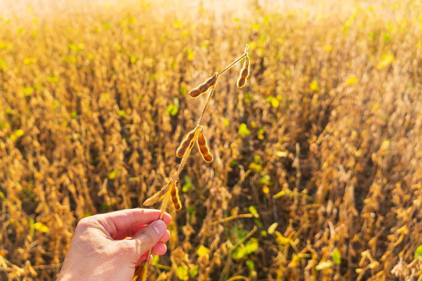 A man farmer holds a harvest of soy in his hands. Soybean pods on the sunny field. Agricultural soy plantation photo