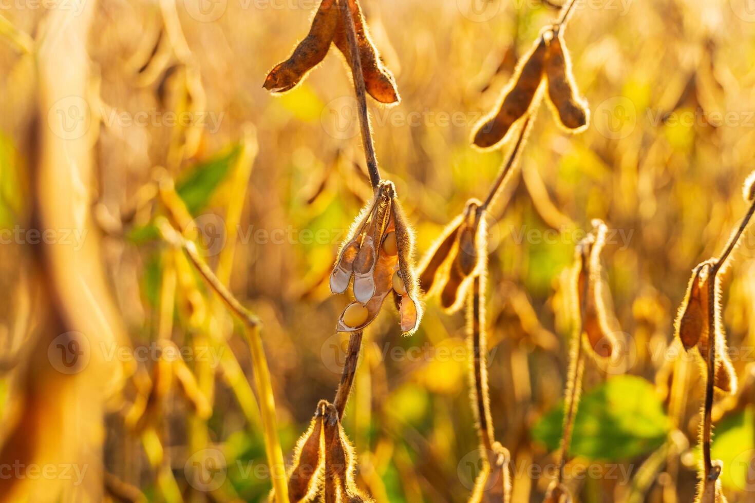 Ripe soy pods. Open soybean pod. Ripe soybean pods, closeup. Soybean field. Soya - protein plant photo
