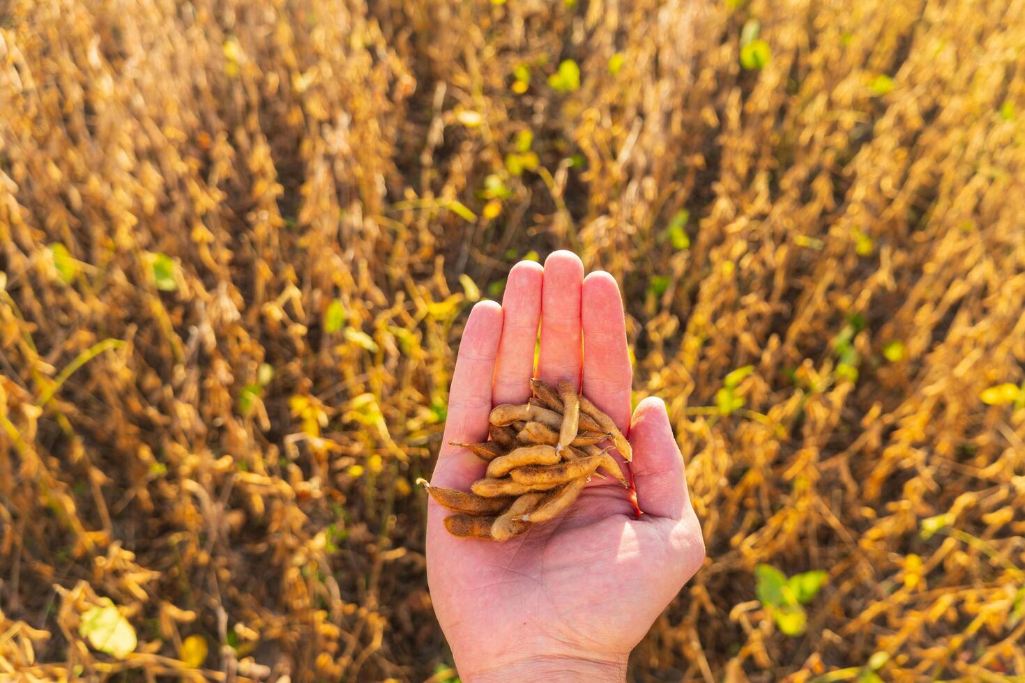 Farmer Holding ripe soybean pods in the field. Ripe soy pods. Agronomist farmer in an agricultural field. Agricultural business photo