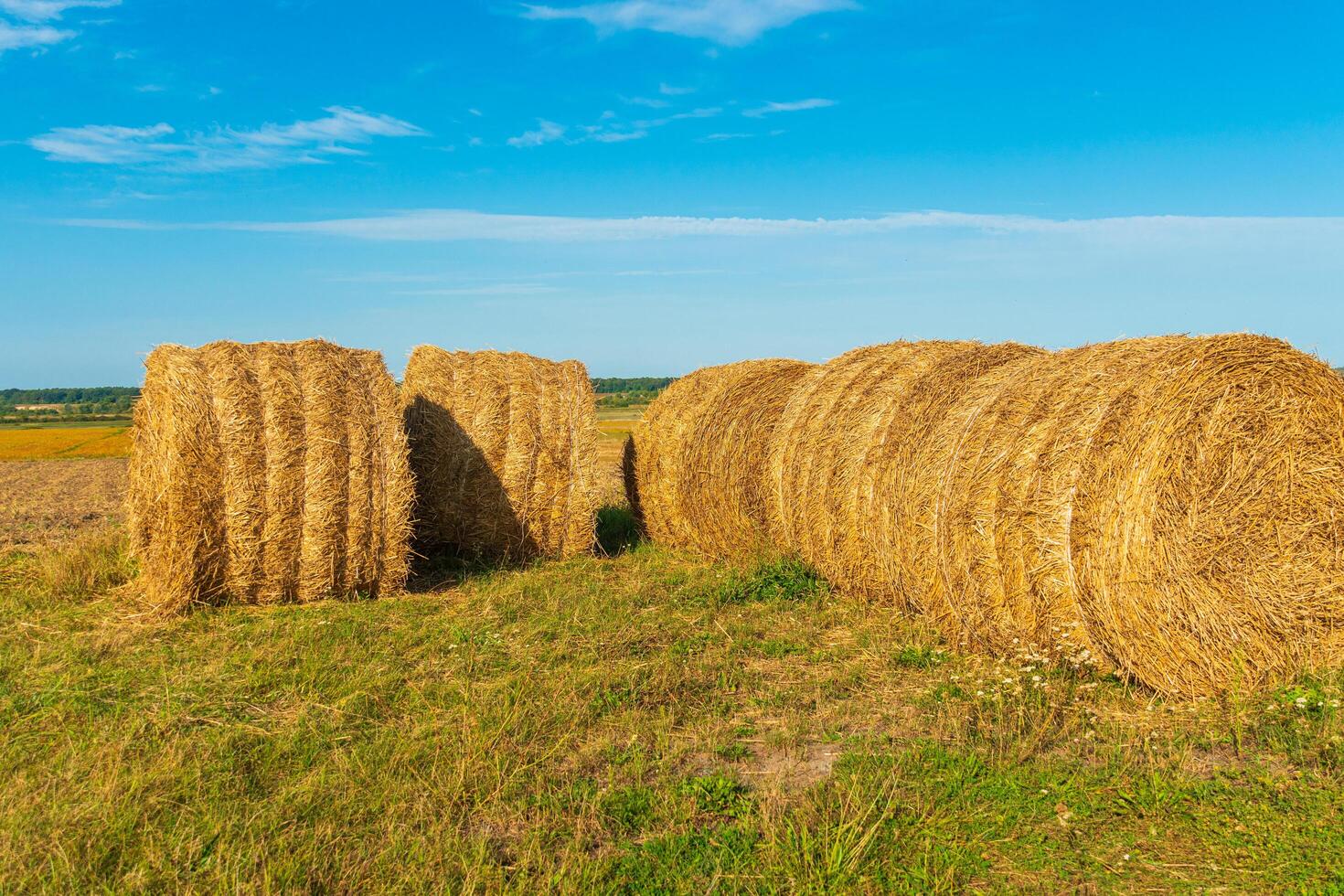 Bales of hay on an agricultural field. Grain crop, harvesting. Harvested field with straw bales in summer photo