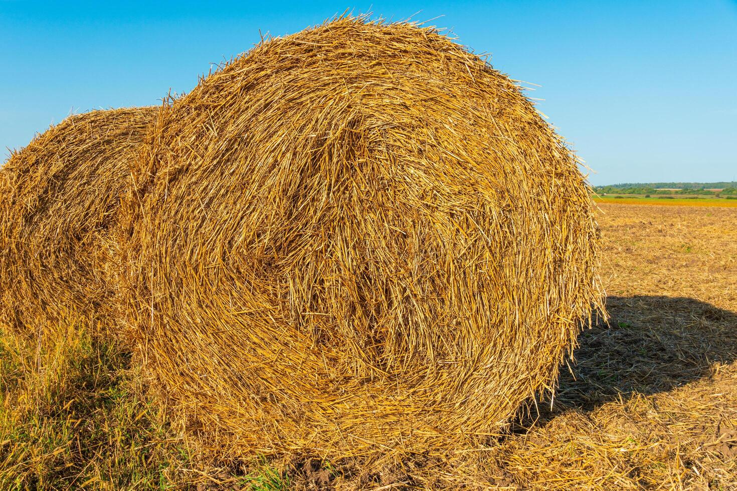 Hay bales on the field after harvest. Round straw bales photo