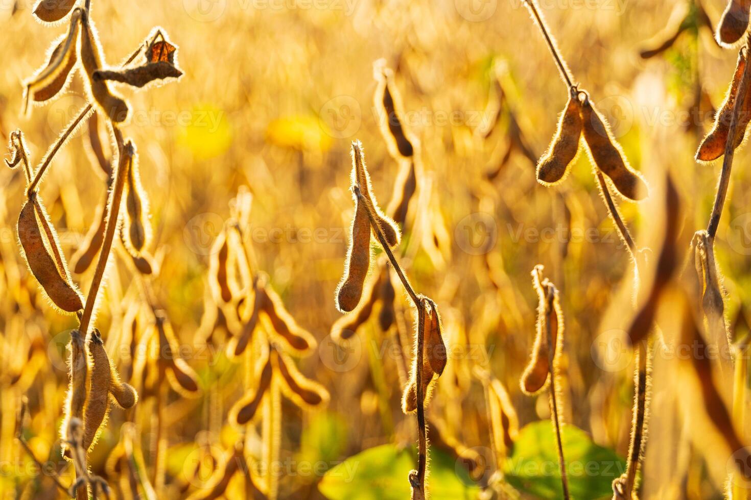 Soybean pods on the sunny field. Ripe soybeans in the field. Soy at sunset. A beautiful image of soybeans photo