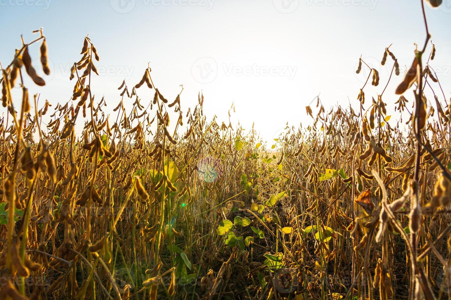 Soybean plantation in autumn. Soybean harvest season. Ripe soybean plants photo
