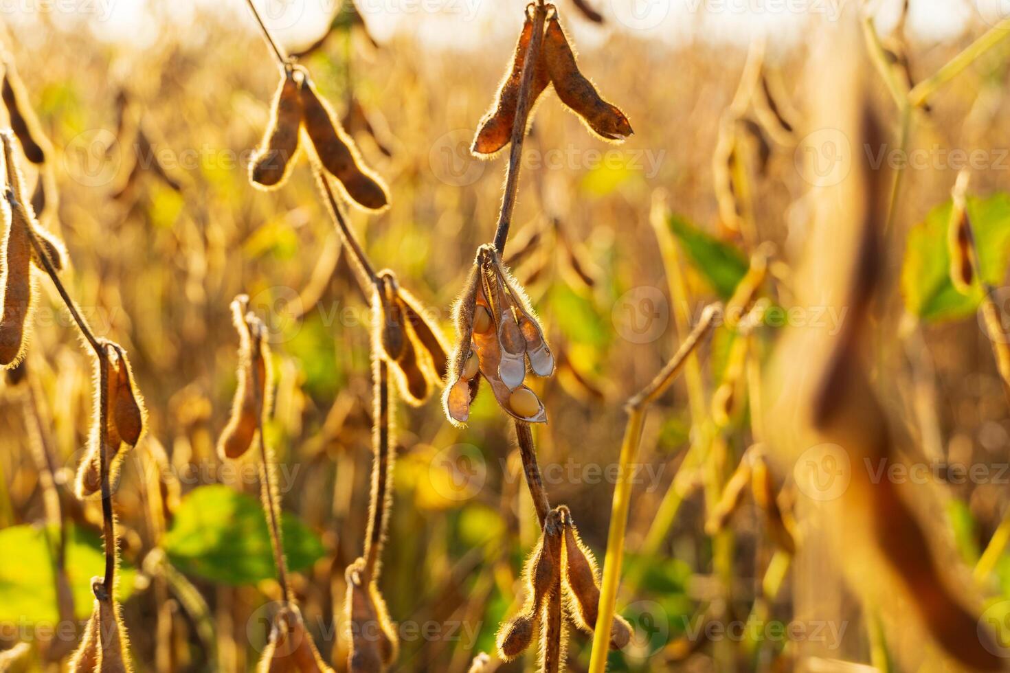 Yellow ripe soybeans. Beautiful soybeans in the field photo